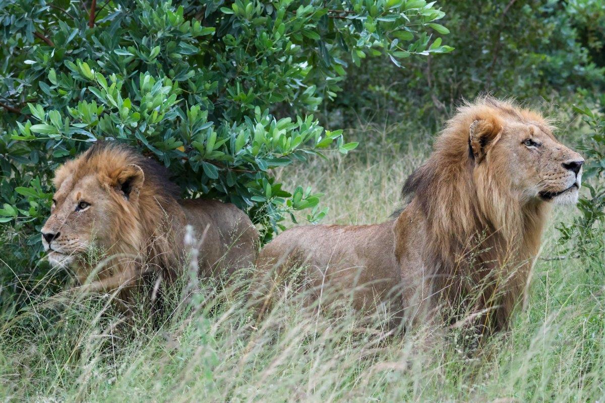 Two male lions from the Kambula pride rest under the shade of a tree. Two male lions from the Kambula pride rest under the shade of a tree.