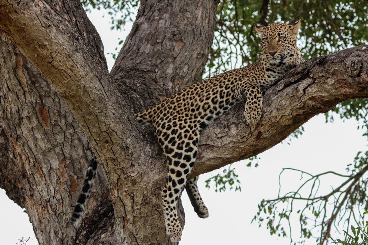 The Masungulo female leoaprd keeps an eye on her surroundings from a tree. The Masungulo female leoaprd keeps an eye on her surroundings from a tree.