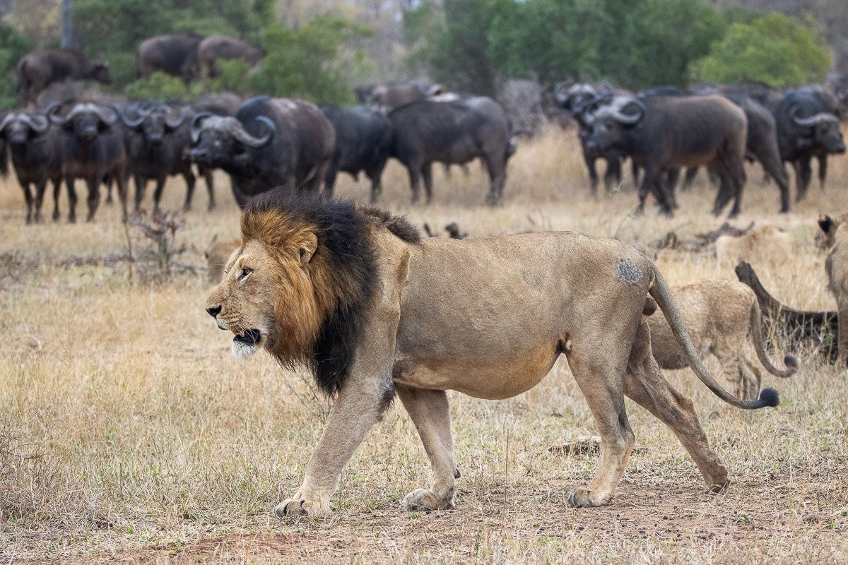 Sabi Sabi Ronald Mutero Msuthlu Male Lion Sabi Sabi Ronald Mutero Msuthlu Male Lion