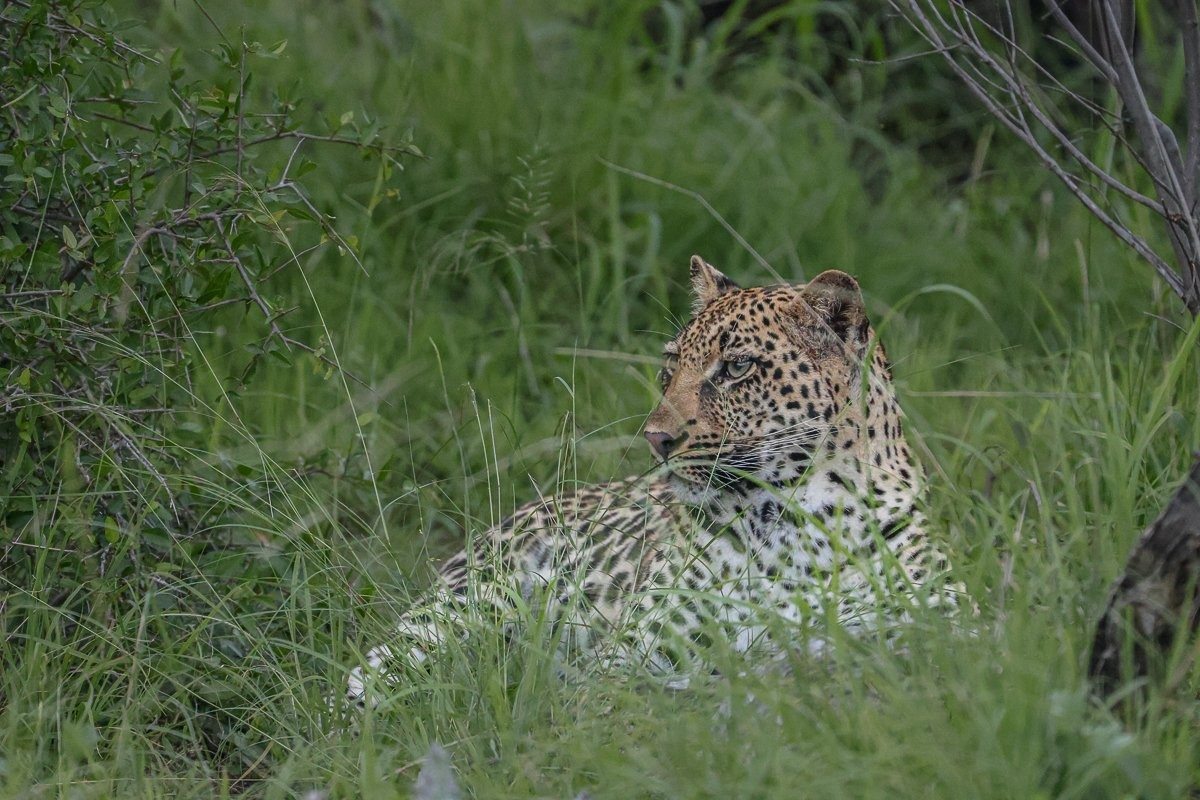 The youthful offspring of the Golonyi leopard. 