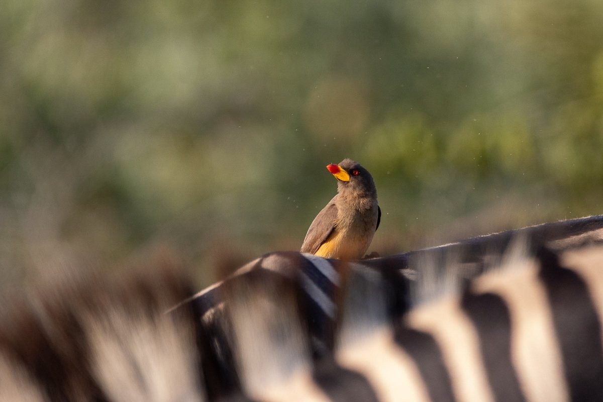 Red-billed oxpeckers perched on a zebra