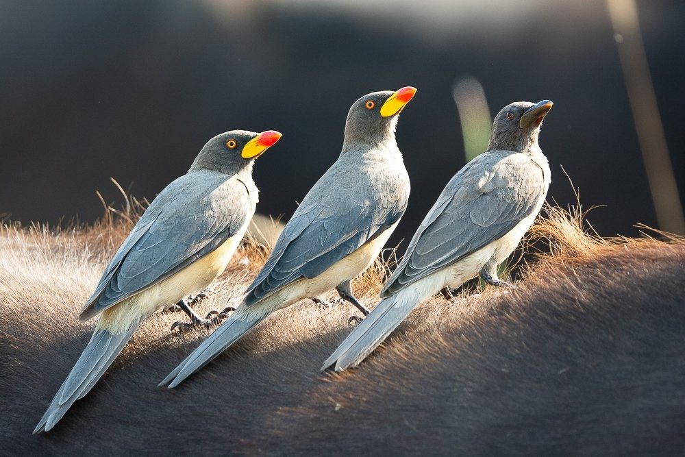 Red-billed and yellow-billed oxpeckers sitting side by side on a branch.