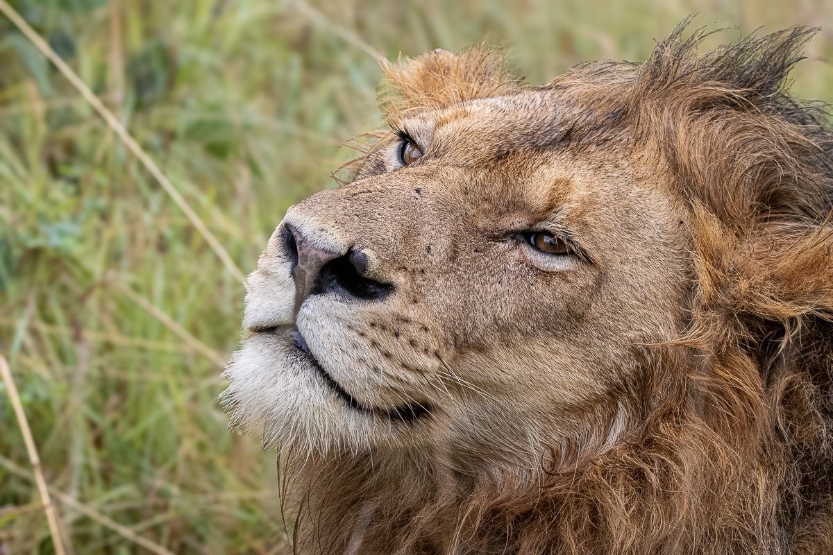 Close-up of a male lion’s face showing intense gaze