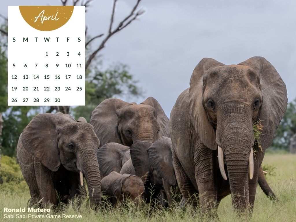 Sabi Sabi   April Desktop Calendar   2026