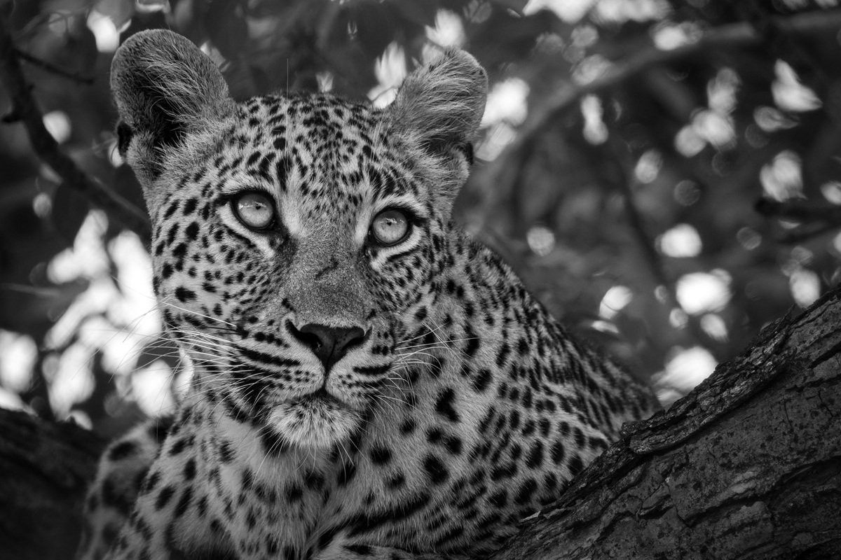 Sabi Sabi Benjamin Loon Golonyi Leopard Black White Portrait
