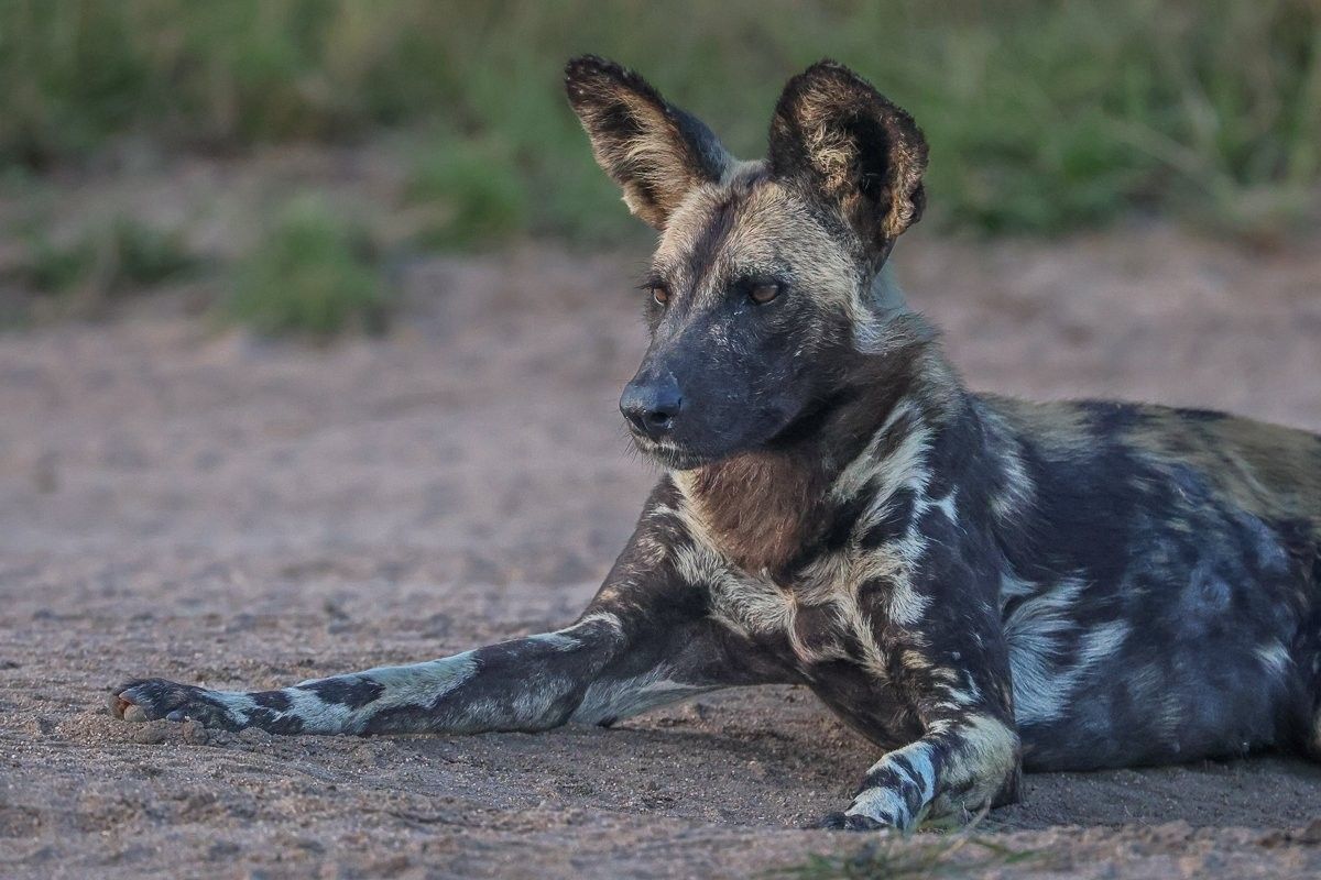 Sabi Sabi Ruan Mey African Wild Dog Close Portrait