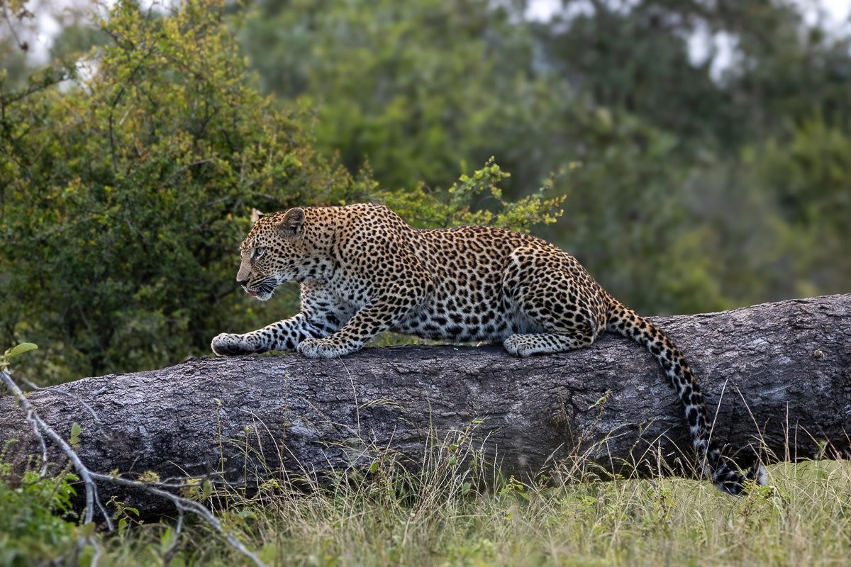 Kurhula leopard climbing onto a fallen tree to scan for prey.