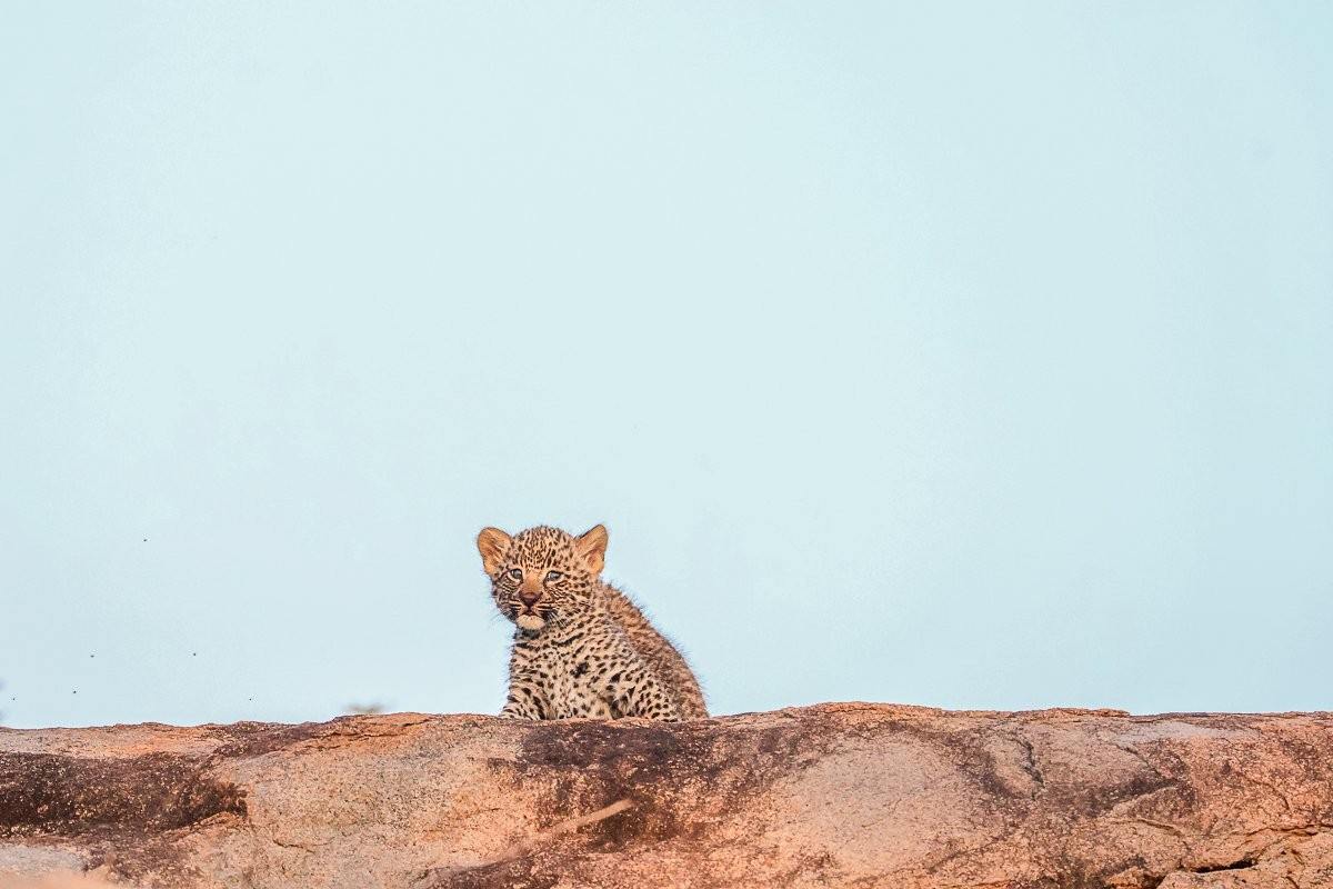 Sabi Sabi Ruan Mey Golonyi Cub Observing Surroundings
