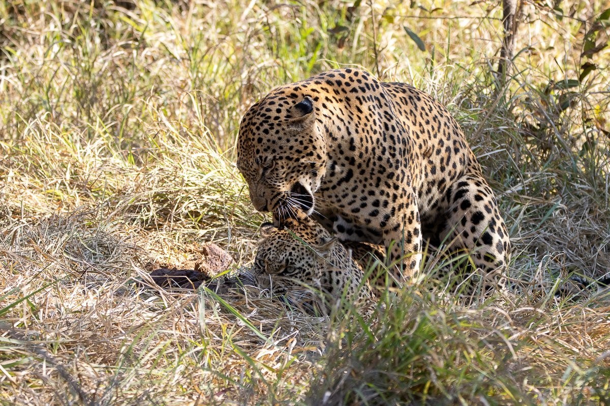 Sabi Sabi Ronald Mutero Leopard Mating Pair In Riverbed