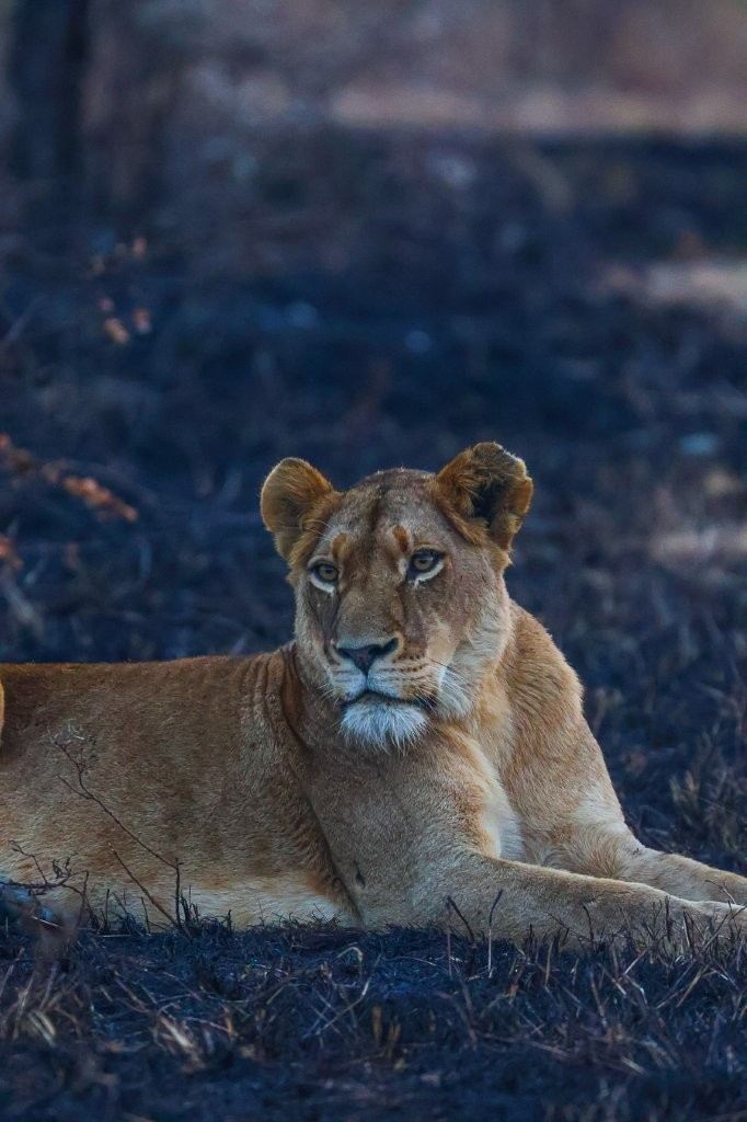 A Southern Pride lioness resting in a burnt area while contact calling to the rest of the pride.