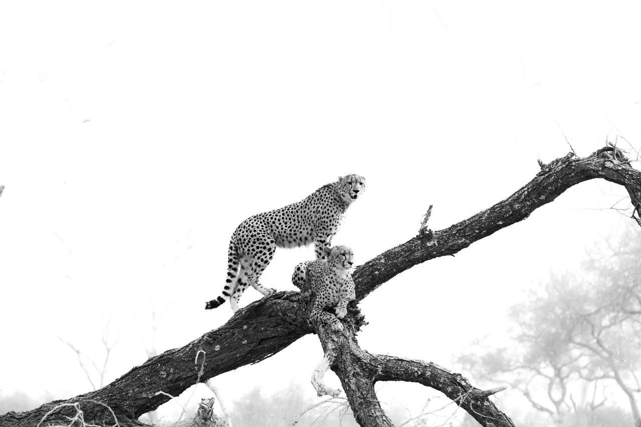 Two young cheetahs perched on a fallen tree scanning the surrounding grassland for danger.