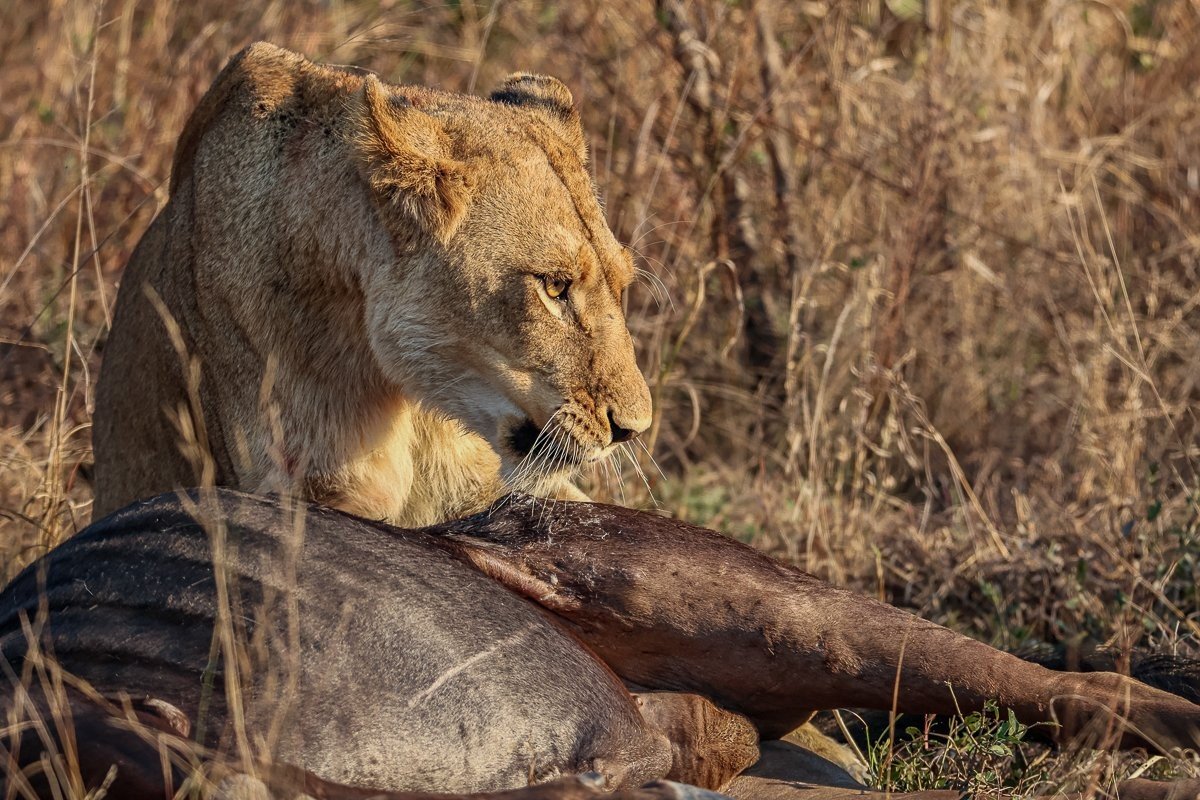 Southern Pride lionesses feeding after a successful hunt