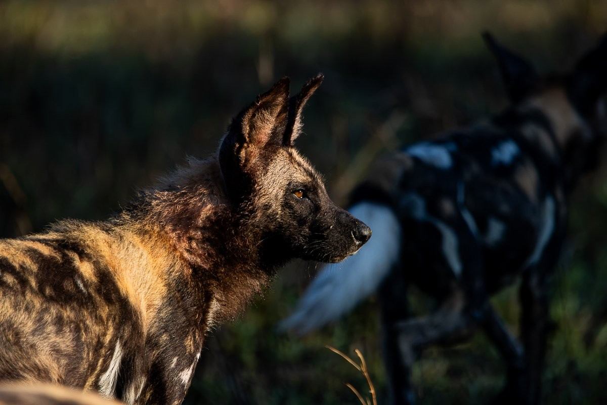 Sabi Sabi Ronald Mutero African Wild Dogs Feeding On Impala Kill Selati Camp Sabi Sabi