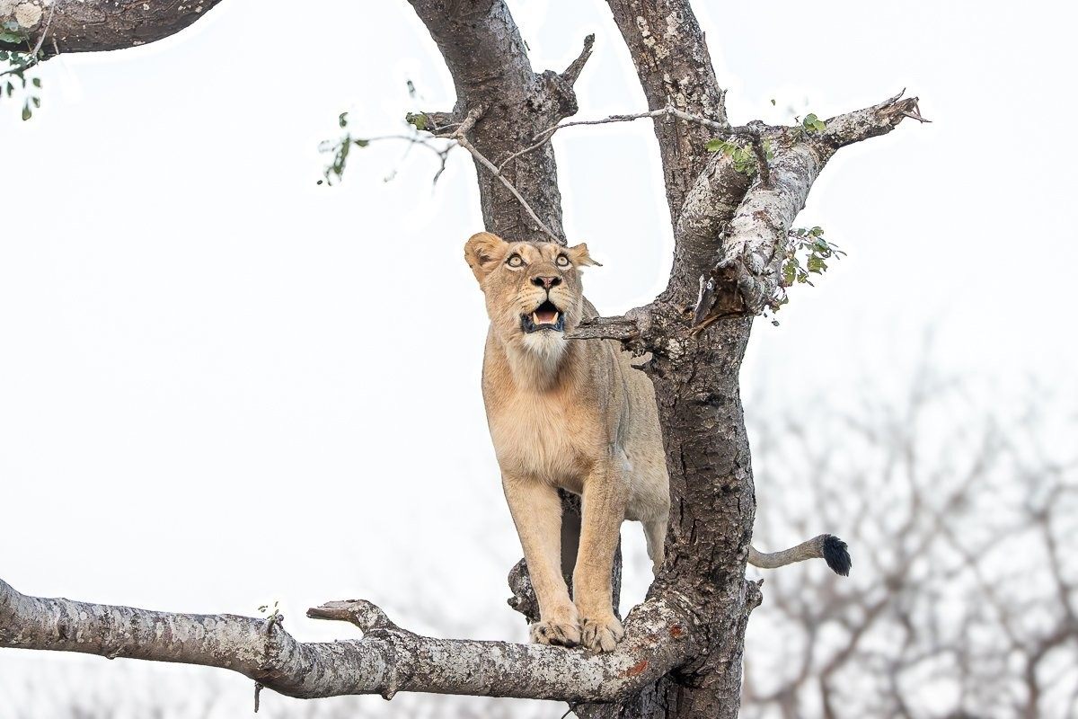 Sabi Sabi Ronald Mutero Lion Resting In Tree To Escape Flies Sabi Sabi