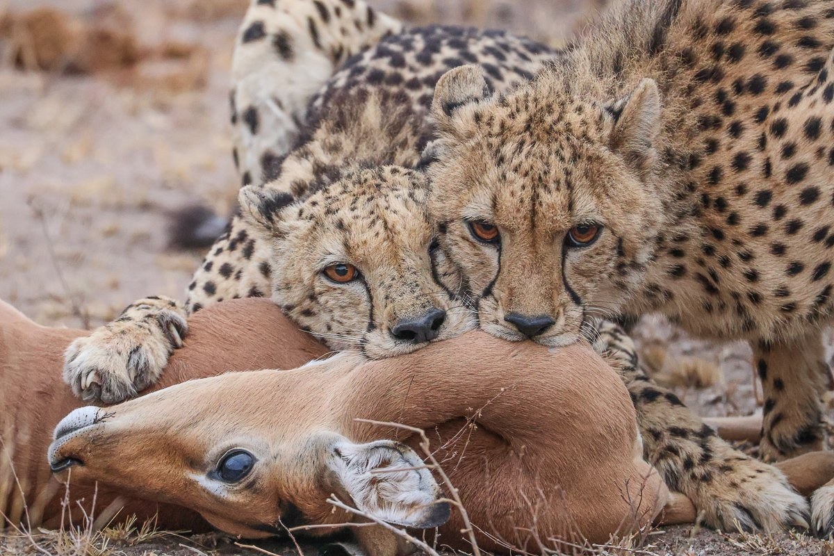 Cheetah with a firm grip on an impala's neck