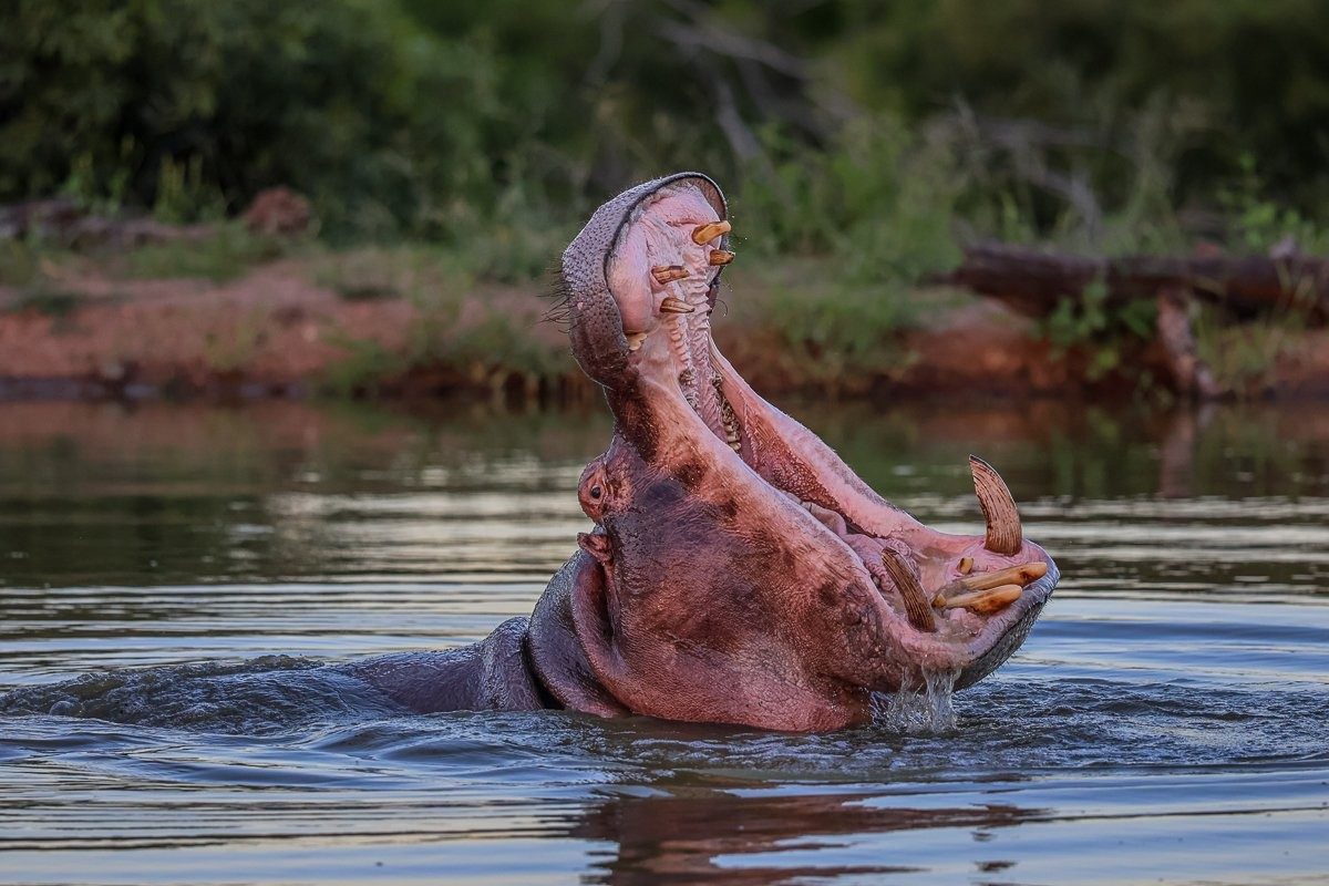 Hippopotamus in the natural landscape showcasing its teeth.