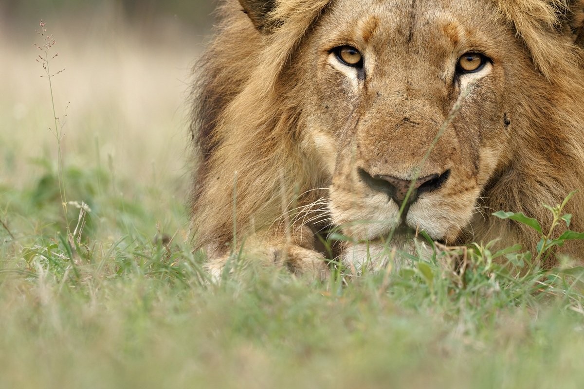 Sabi Sabi Benjamin Loon Msuthlu Lion Pride Resting In Bushveld