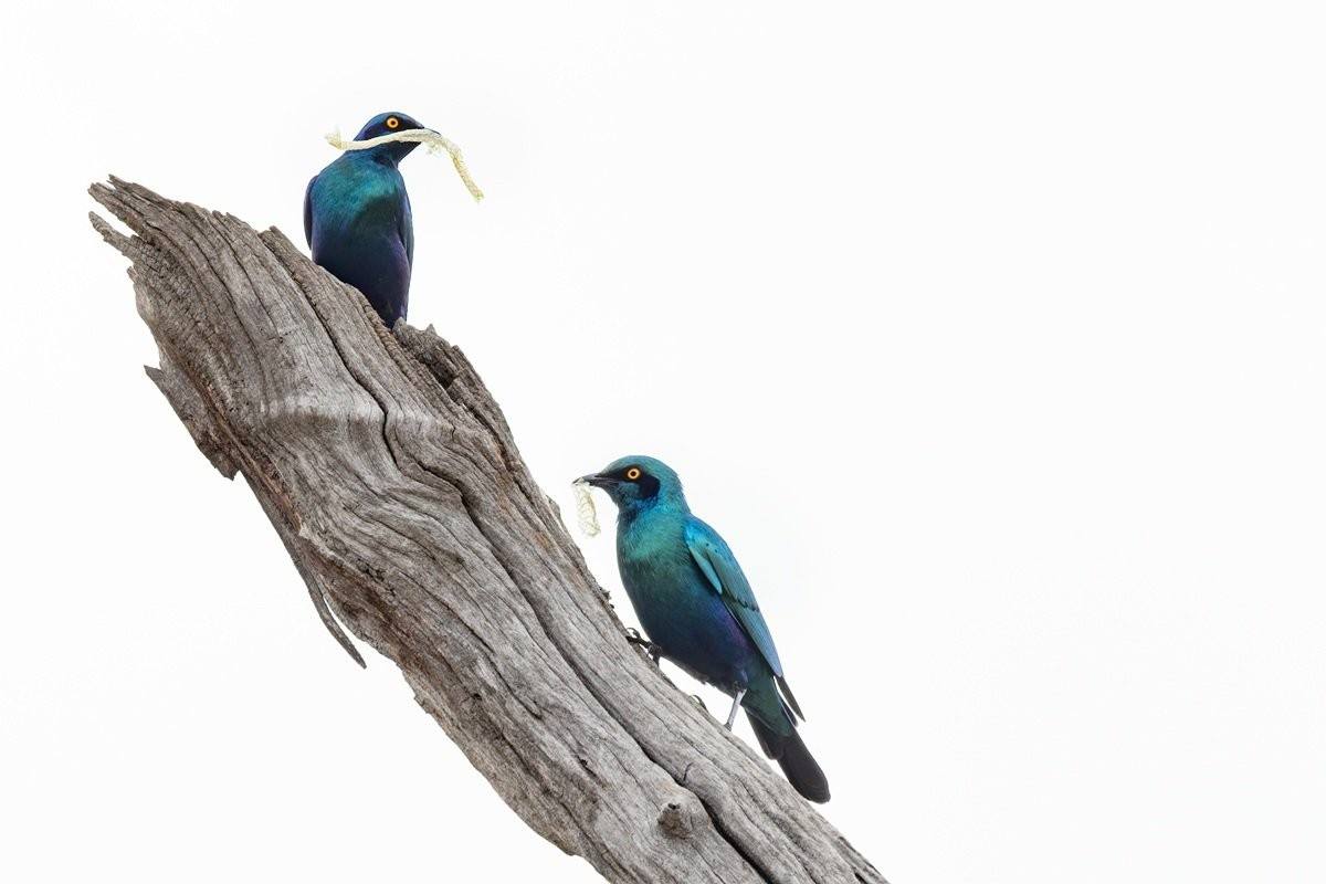 Greater blue-eared starlings carrying pieces of snake skin towards their nesting site