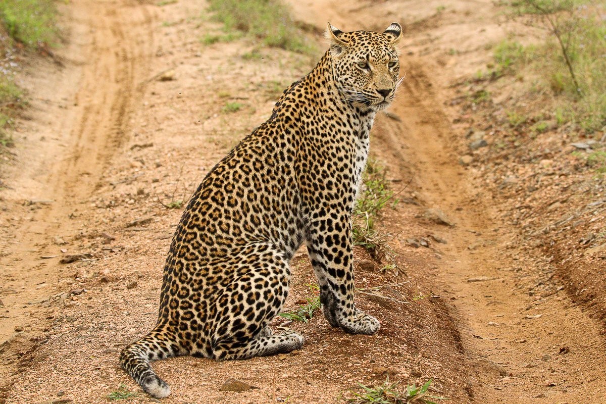 Kurhula leopardess interacting with her young cub in the bush