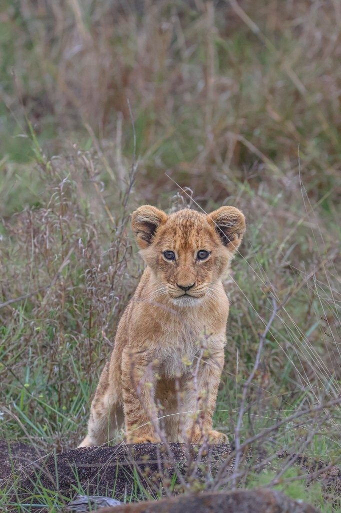 Southern Pride lion cubs resting near lioness after a likely successful night hunt