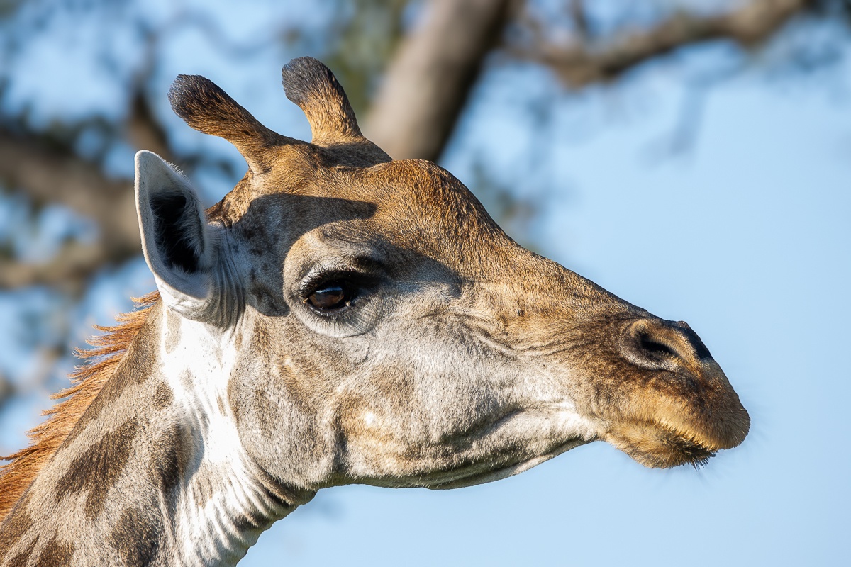 Lateral giraffe head displaying the ossicones on its head