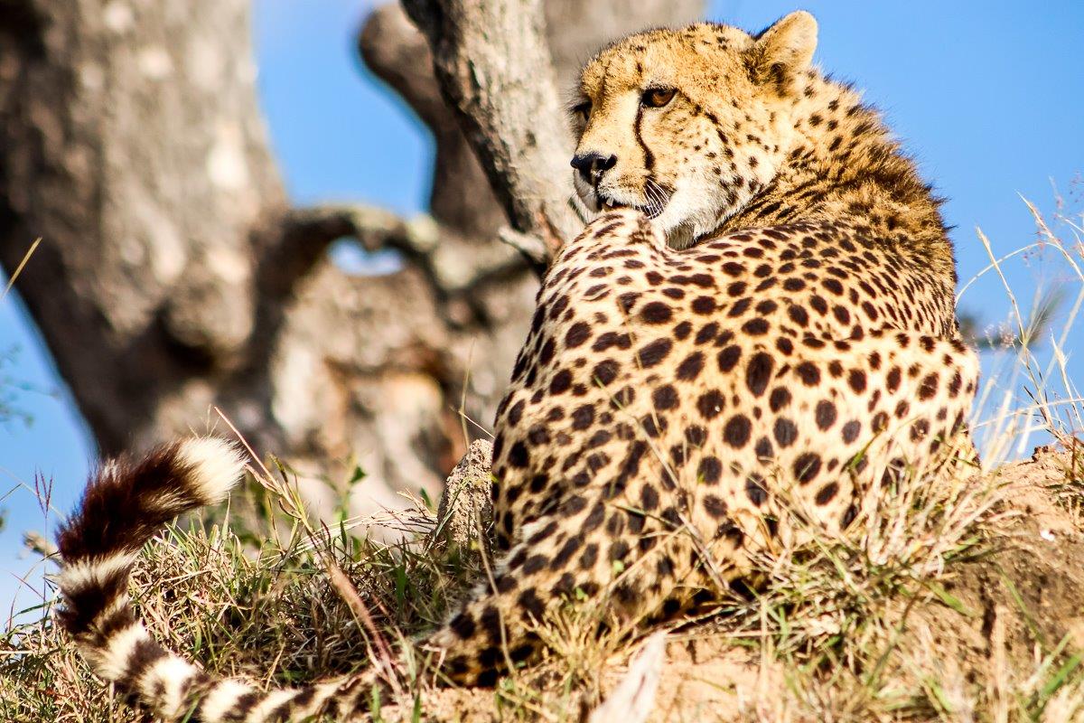 Cheetahs are the fastest land-living mammal in the world, reaching top speeds of between 100 - 120 km/h. Cheetahs are the fastest land-living mammal in the world, reaching top speeds of between 100 - 120 km/h.