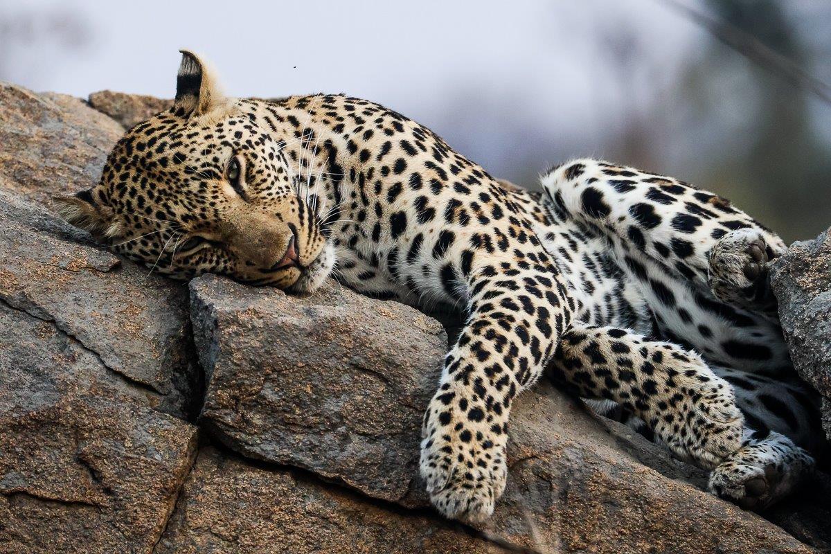 Having had a recent encounter with a female leopard in the area, Makumu has been seen scent marking and heard rasping into the night. Having had a recent encounter with a female leopard in the area, Makumu has been seen scent marking and heard rasping into the night.