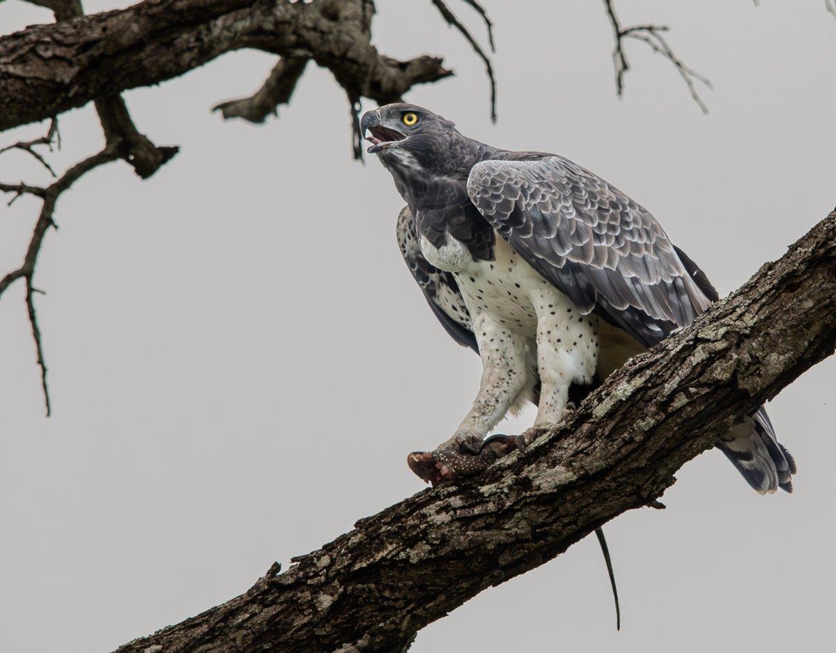 Jason Street Martial Eagle