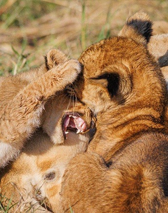 Msuthlu cubs playing in the sun Msuthlu cubs playing in the sun