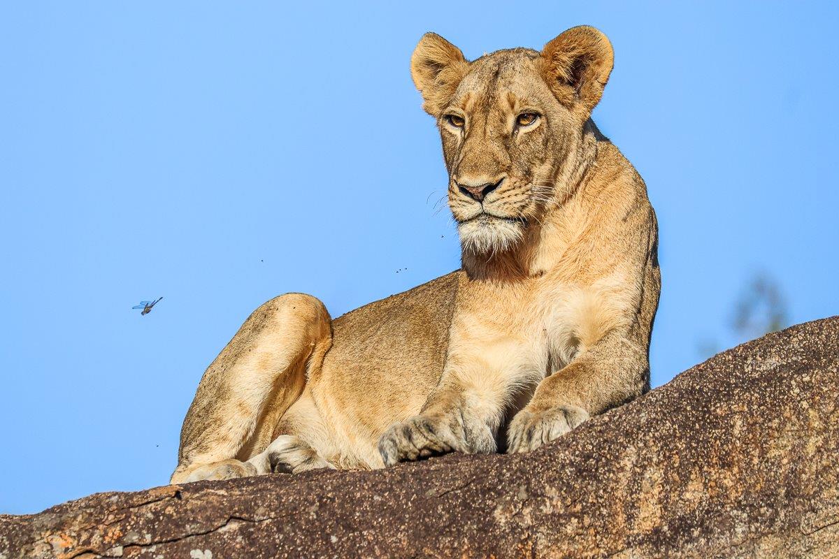 Absorbing the warmth from the morning sun Absorbing the warmth from the morning sun