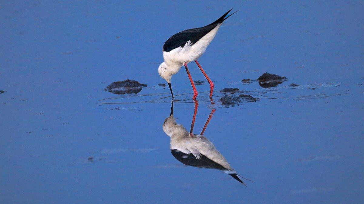 Black-winged Stilt foraging for food in the shallow waters of a drying waterhole. Black-winged Stilt foraging for food in the shallow waters of a drying waterhole.
