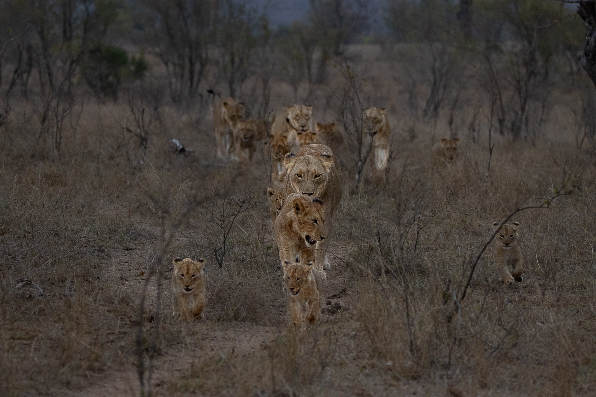 A Msuthlu lioness walking confidently, with her cubs following closely behind her, under the golden sun of the savannah.