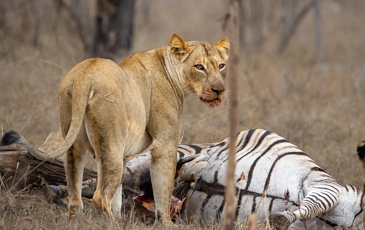 Southern Pride with a fresh zebra kill, marking territory in familiar range.