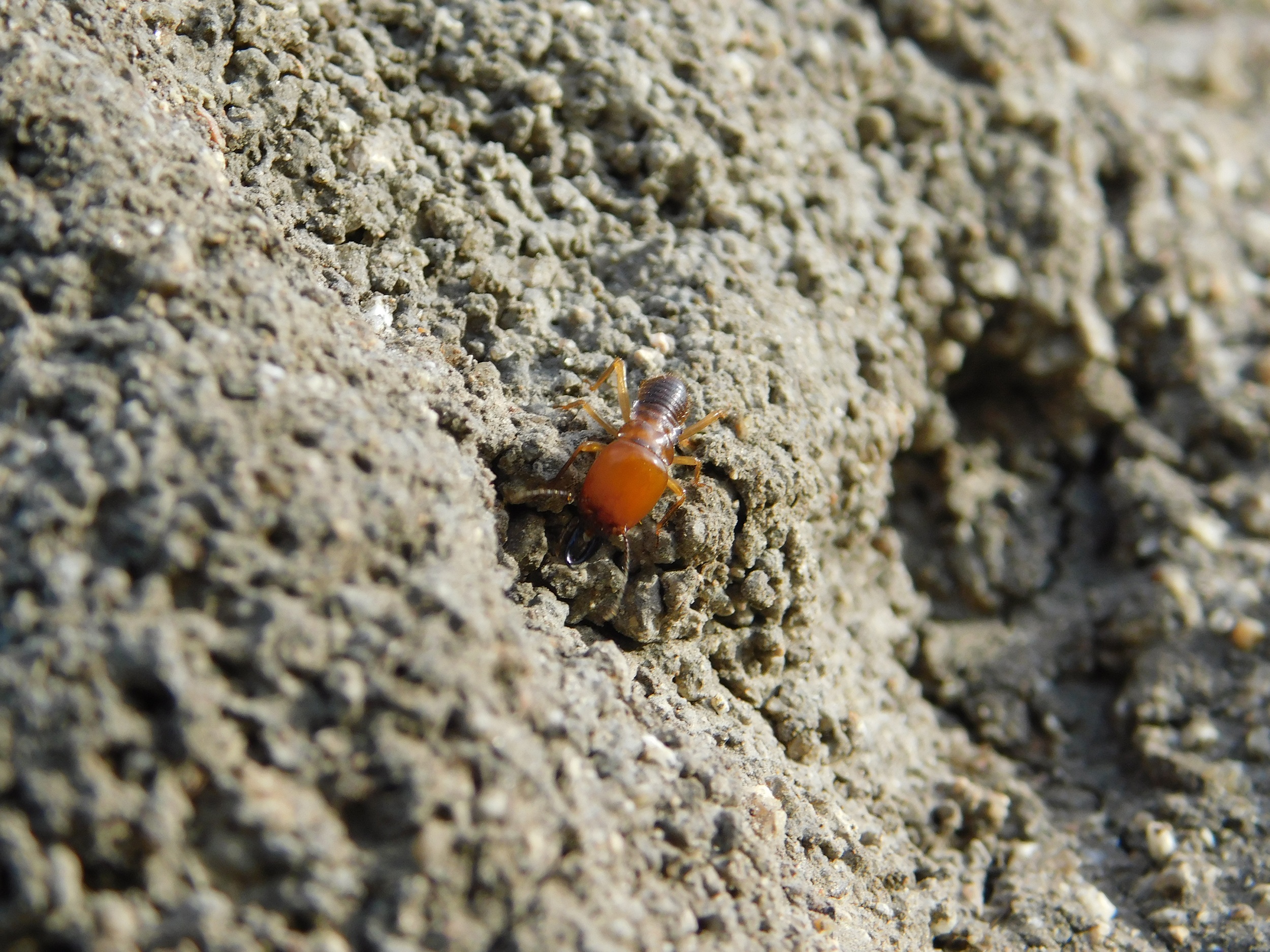 Sabi Sabi Termite Close Up Sabi Sabi Termite Close Up