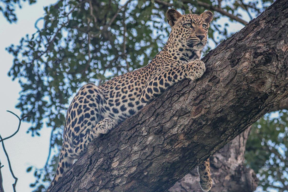 Sabi Sabi Ruan Mey Masungulo Sabi Sabi Ruan Mey Masungulo