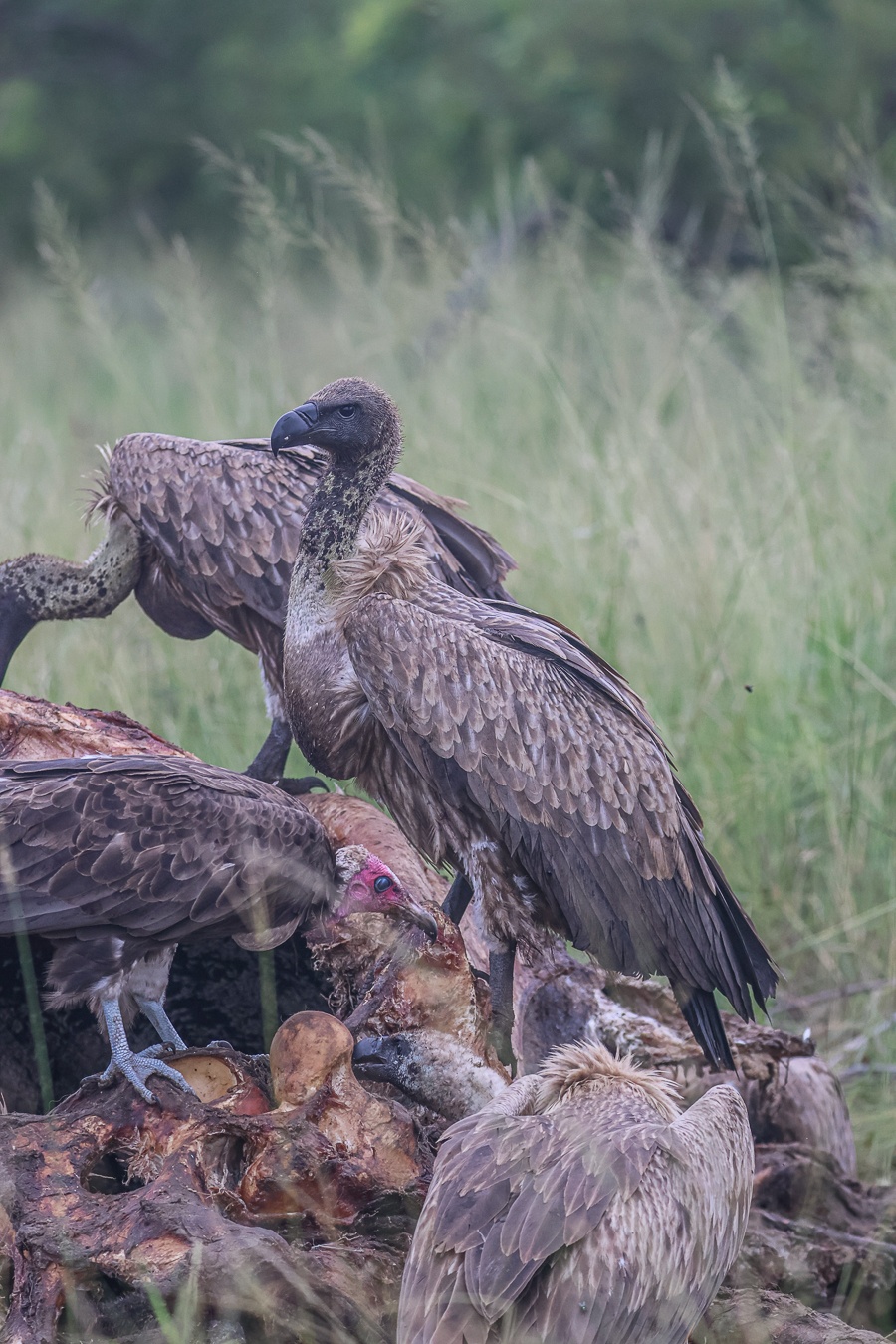 Vultures on a carcass. Vultures on a carcass.