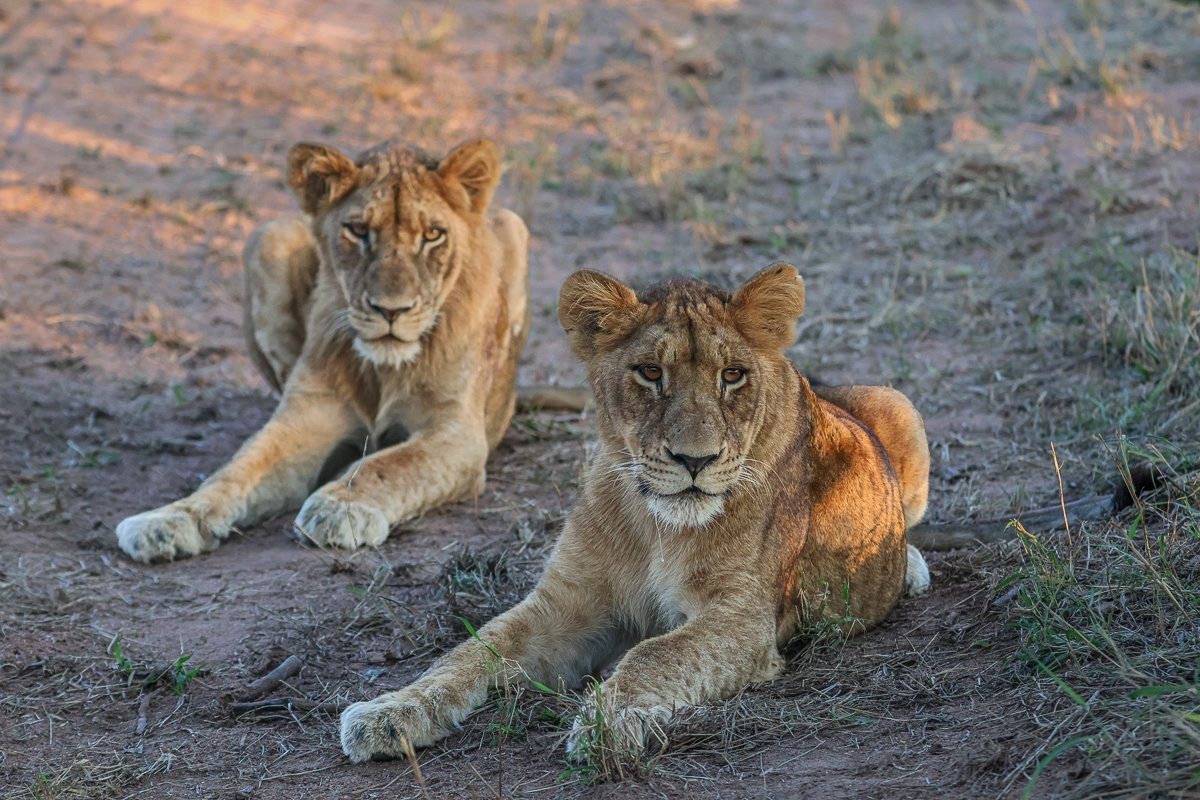 Sabi Sabi Ruan Mey Southern Pride Members Sabi Sabi Ruan Mey Southern Pride Members