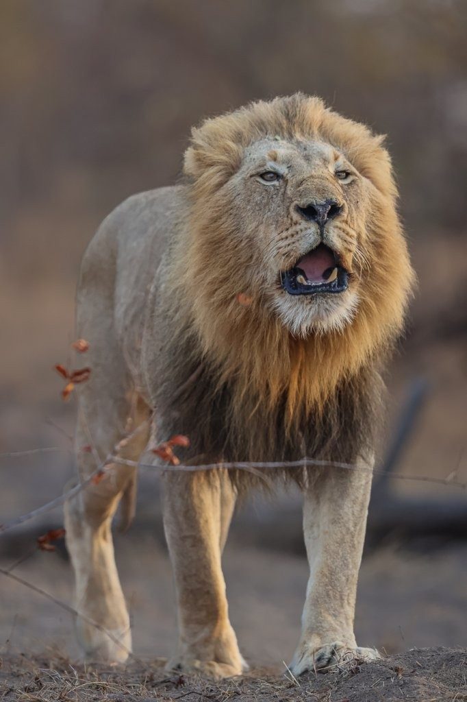The Gijima male lion. The Gijima male lion.