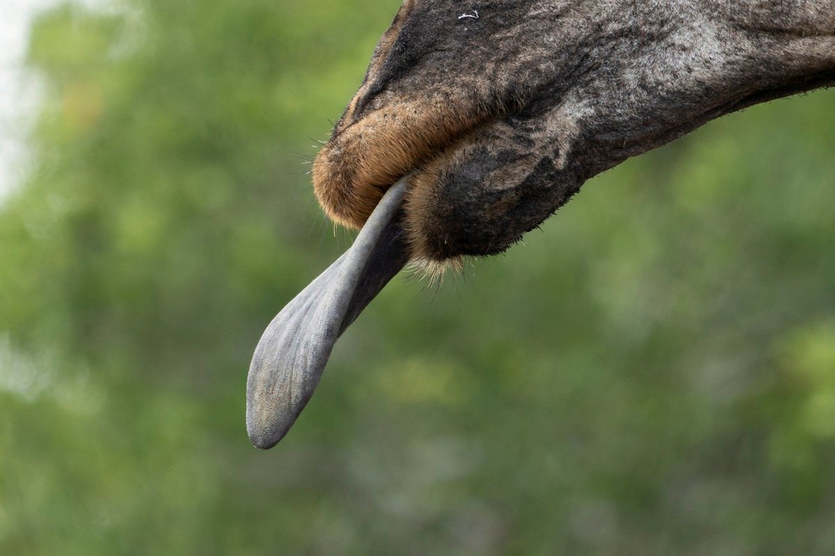 Sabi Sabi Benjamin Loon Giraffe Tongue Sabi Sabi Benjamin Loon Giraffe Tongue