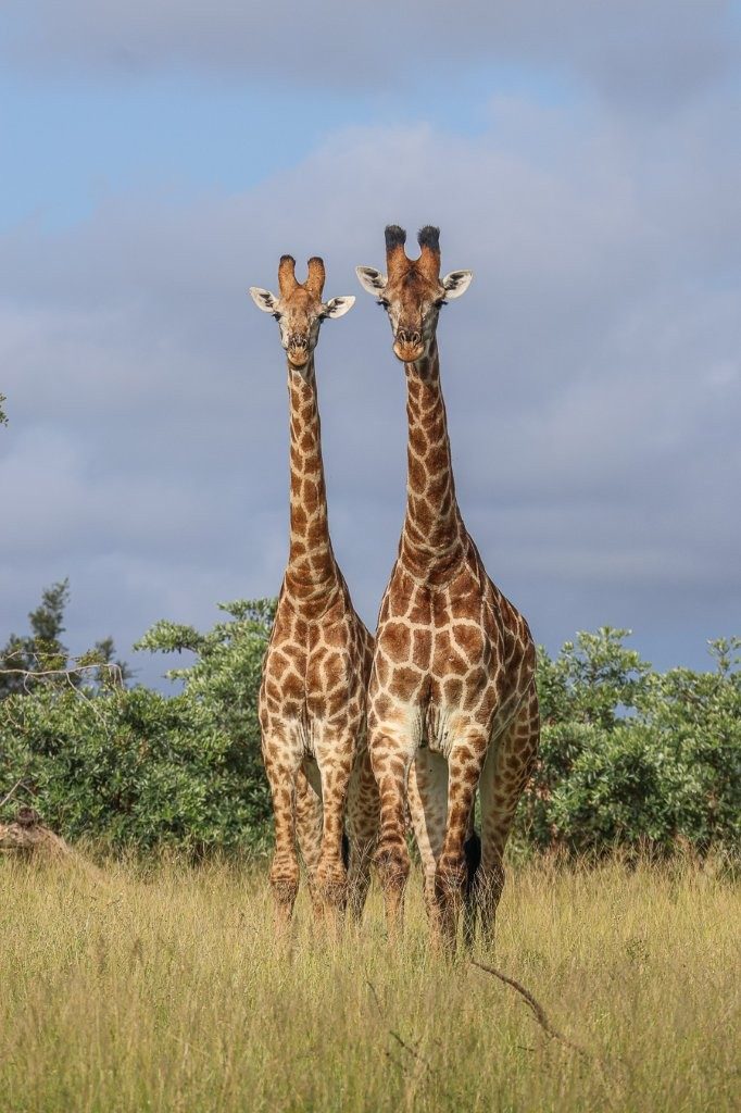 Sabi Sabi Ruan Mey Giraffe Sabi Sabi Ruan Mey Giraffe