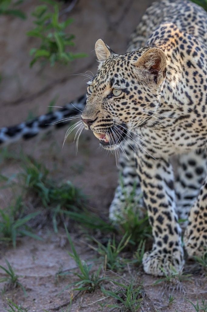 Tengile, a female leopard. Tengile, a female leopard.