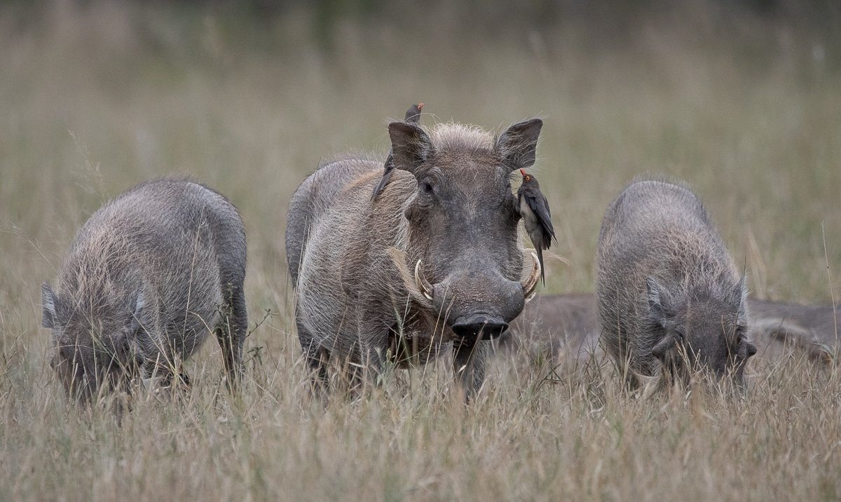 A sounder of warthogs. A sounder of warthogs.
