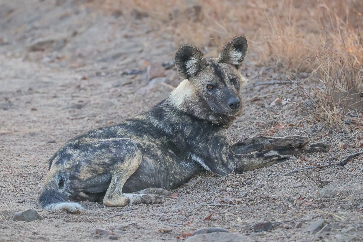 Sabi Sabi Ruan Mey Wild Dog Sabi Sabi Ruan Mey Wild Dog