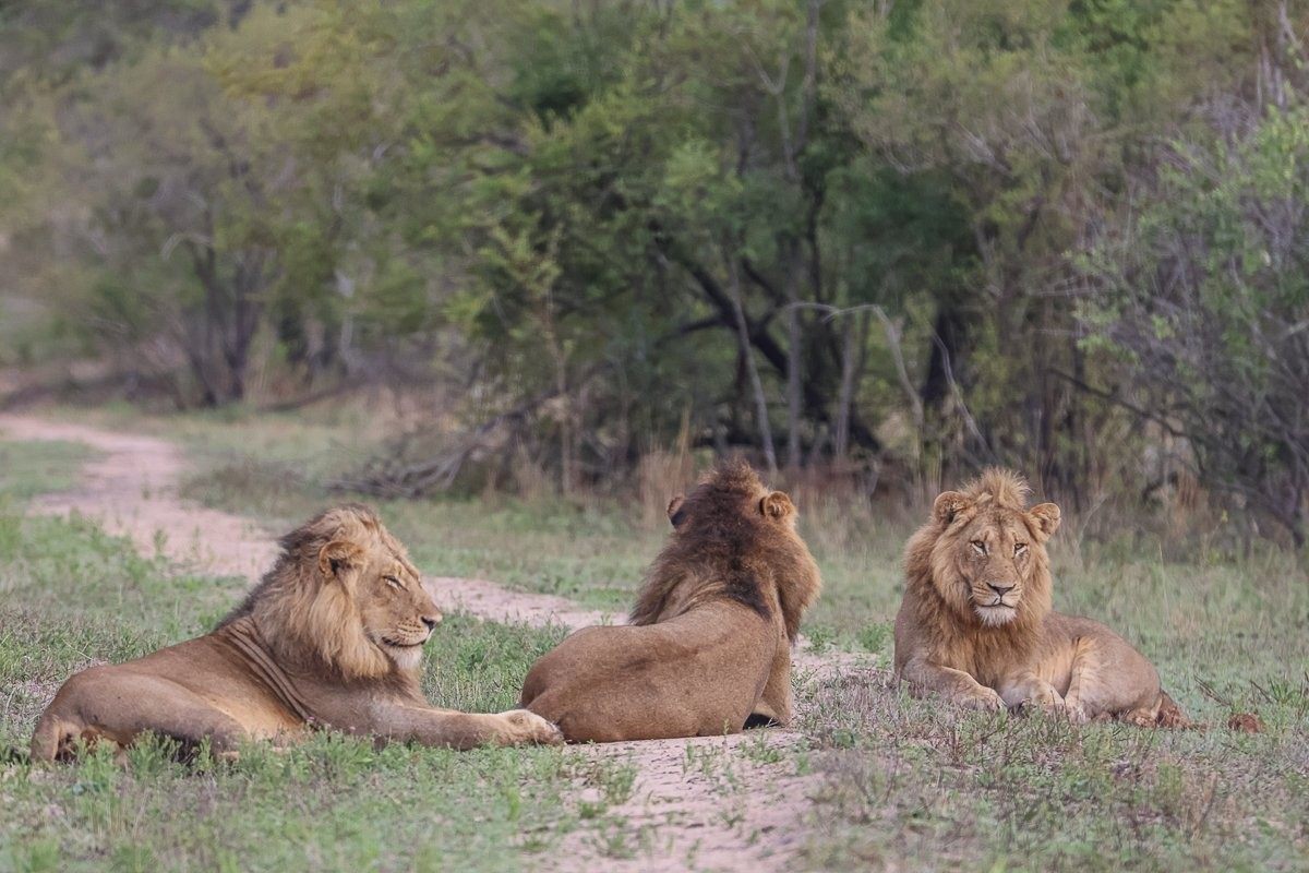 Sabi Sabi Ruan Mey Male Lions