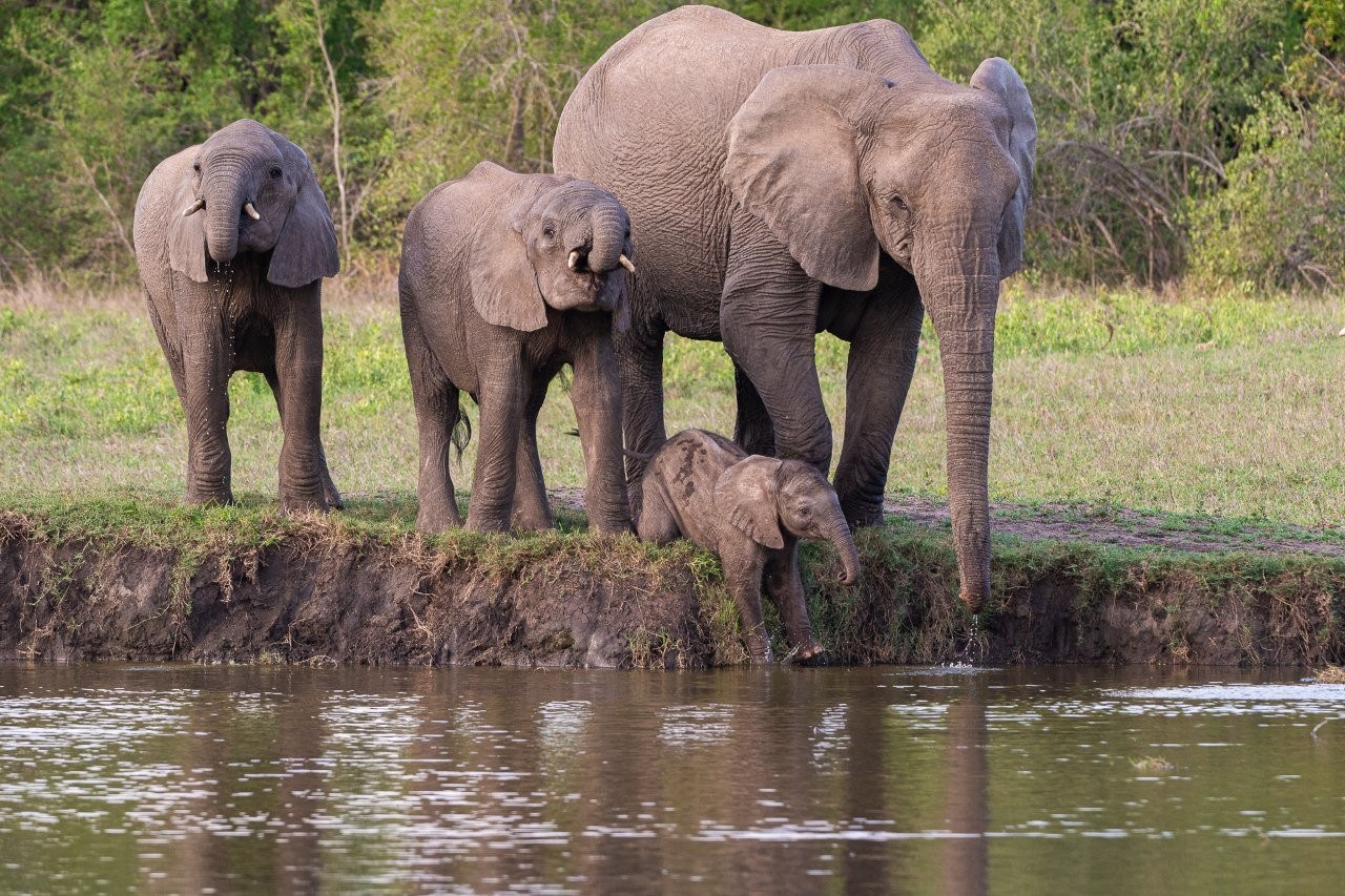 Sabi Sabi Viviane Ladner Elephant Herd