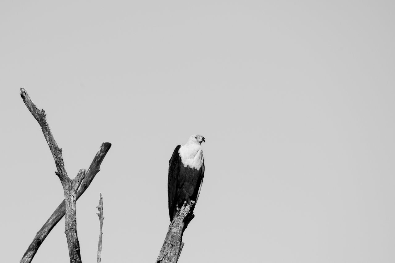 Sabi Sabi Viviane Ladner African Fish Eagle