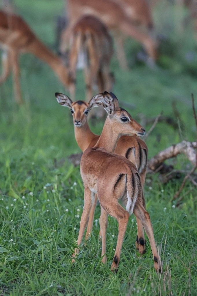 Sabi Sabi Ruan Mey Impala
