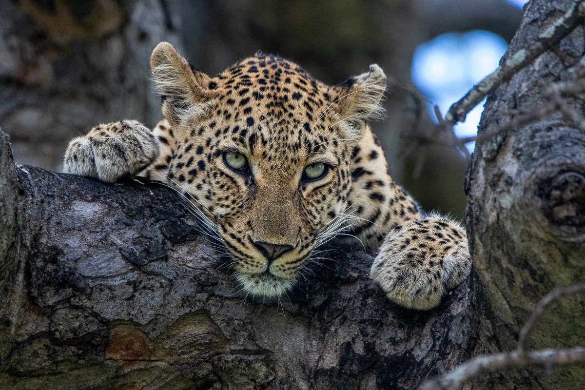 Sabi Sabi Ronald Mutero Golonyi Female Leopard