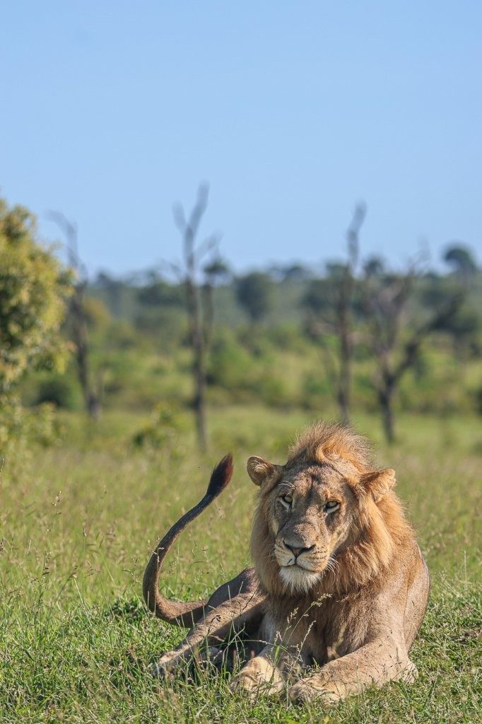 A male lion rests in the grass. 