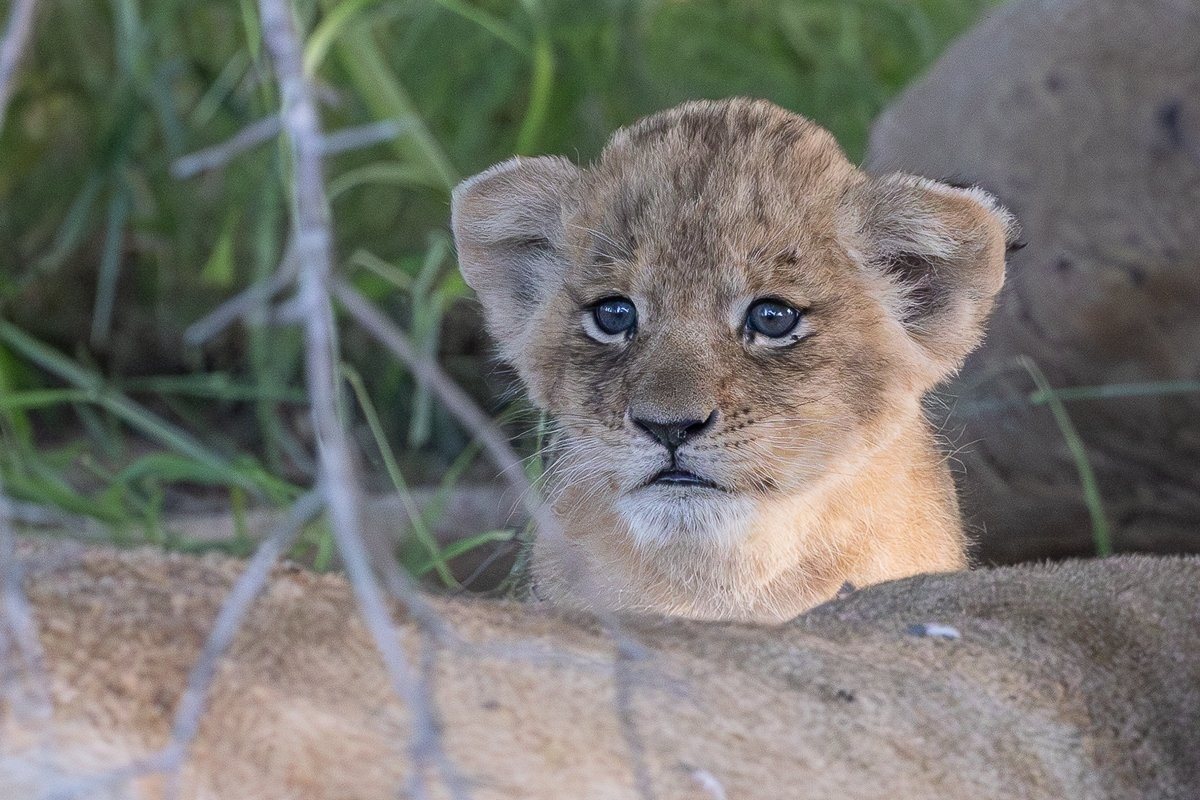 Sabi Sabi Jp Van Rooyen Southern Pride Cub